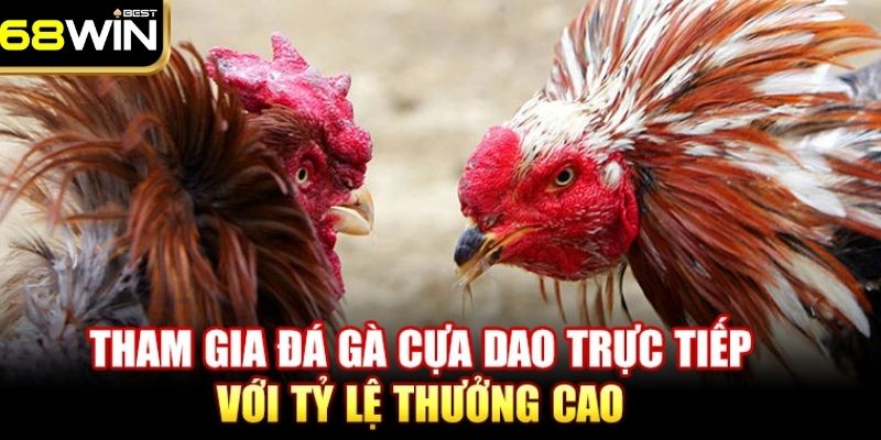 Đá Gà 68WIN - Đấu Trường Chọi Gà Uy Tín, Đẳng Cấp Nhất 2025 2 Giới thiệu 4 hình thức thi đấu phổ biến